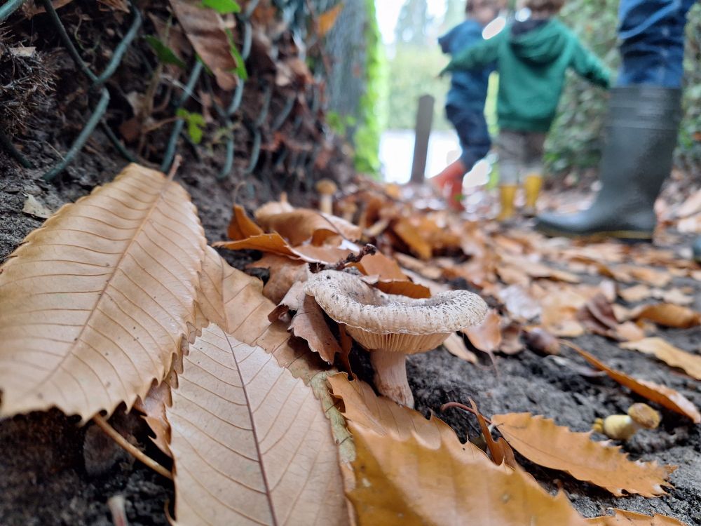 Foto van een paddenstoel tussen de afgevallen herfstbladeren, met vaag in de achtergrond kinderen die in de blaadjes spelen.