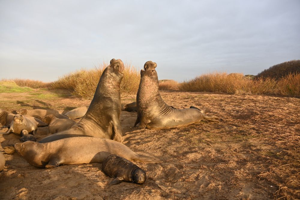 Two male elephant seals face each other in a display of dominance, with chests puffed and their large noses in the air. Female seals and their pups lie around the bull on the left. 