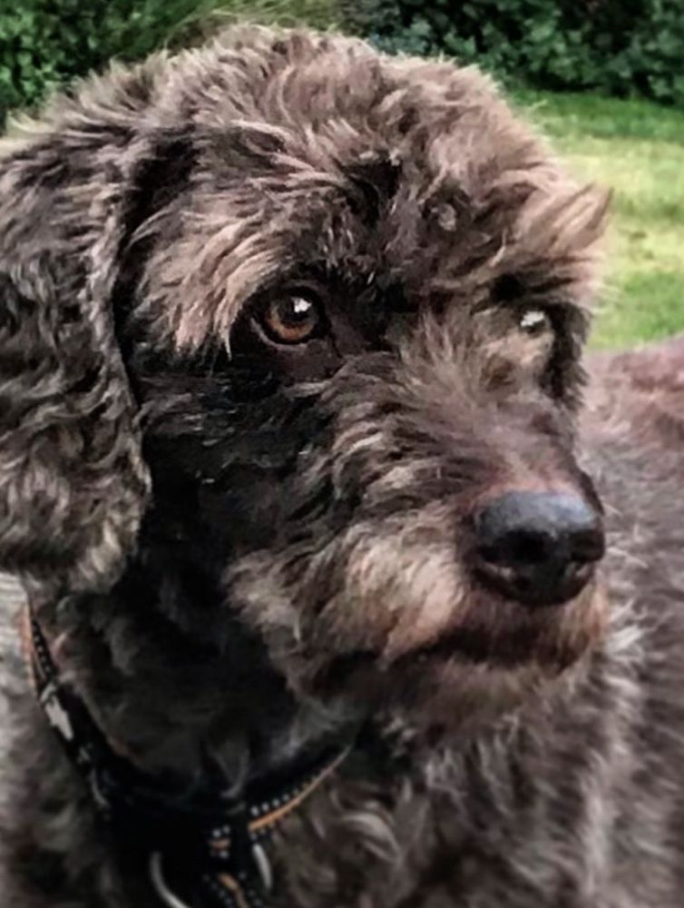 Leo with soulful brown eyes and