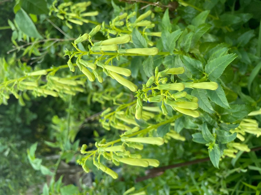  Cape Figwort has petals in a long slim yellow trumpet. They have self-seeded