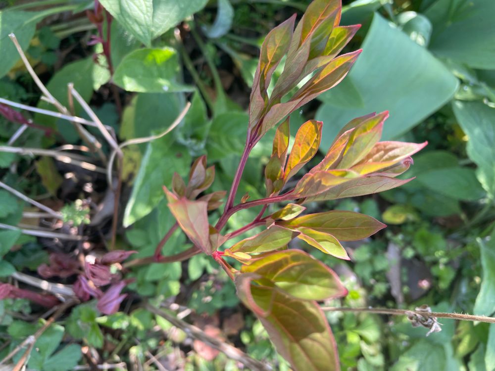 The start of a peony coming through