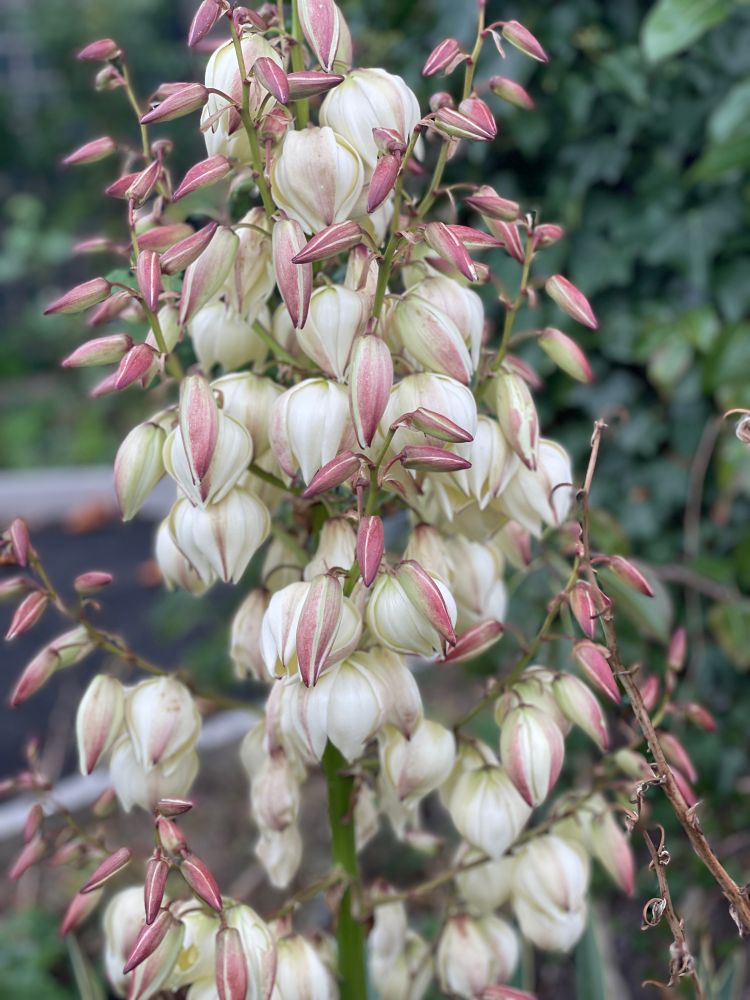 A Spanish dagger yucca in bloom 
