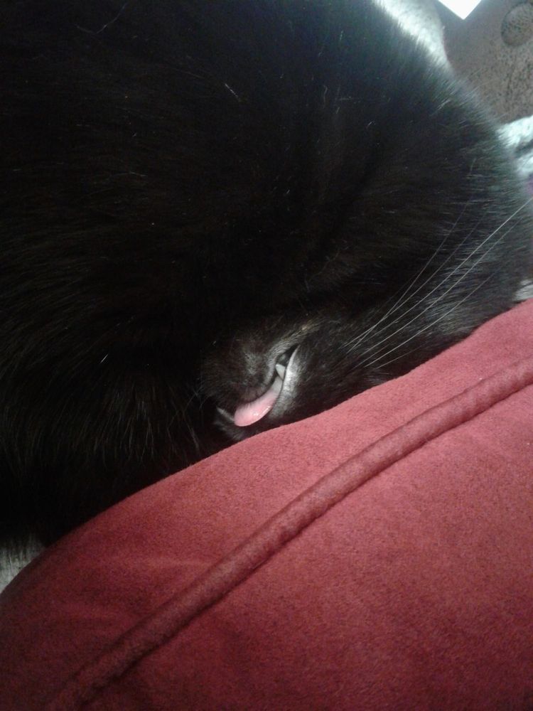 My idiot black cat who sleeps with his head kinda inverted and smashed into a pillow, with bonus mlem 