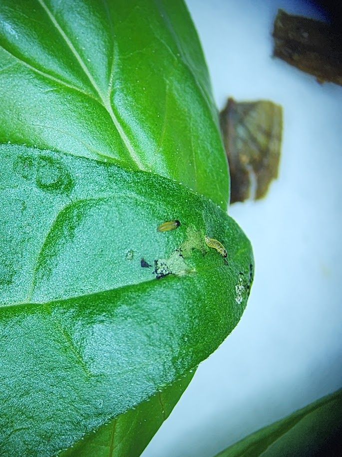 tiny larvae on a leaf