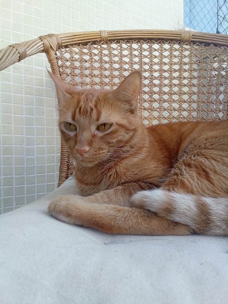 Gatinho laranja deitado numa cadeira, olhando para a câmera com uma expressão sonolenta