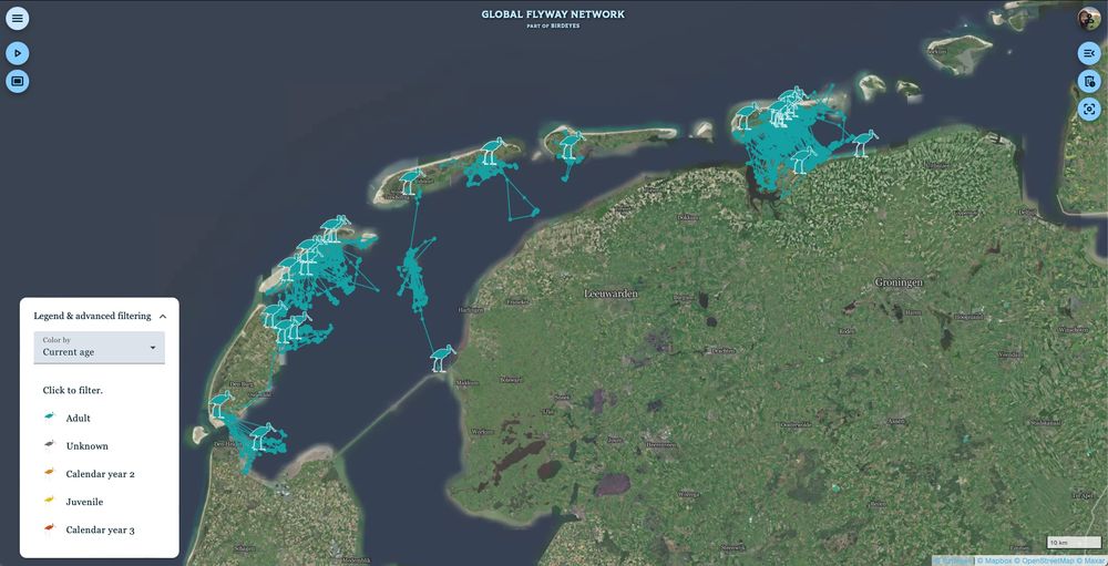 Tracks of adult Spoonbills in the Wadden Sea, including 14 individuals tagged in the 2025 breeding season. 