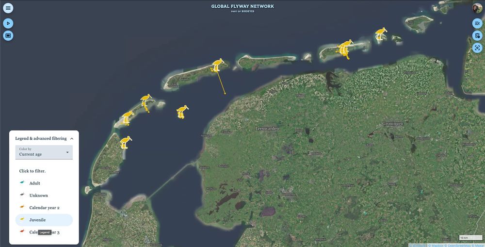 Tracks of 24 juvenile Spoonbills tagged in June 2025 in the Dutch Wadden Sea. 