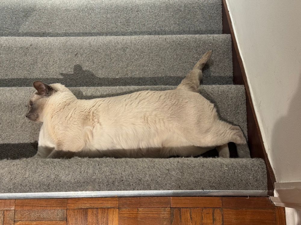 Cat sleeping across full width of stair