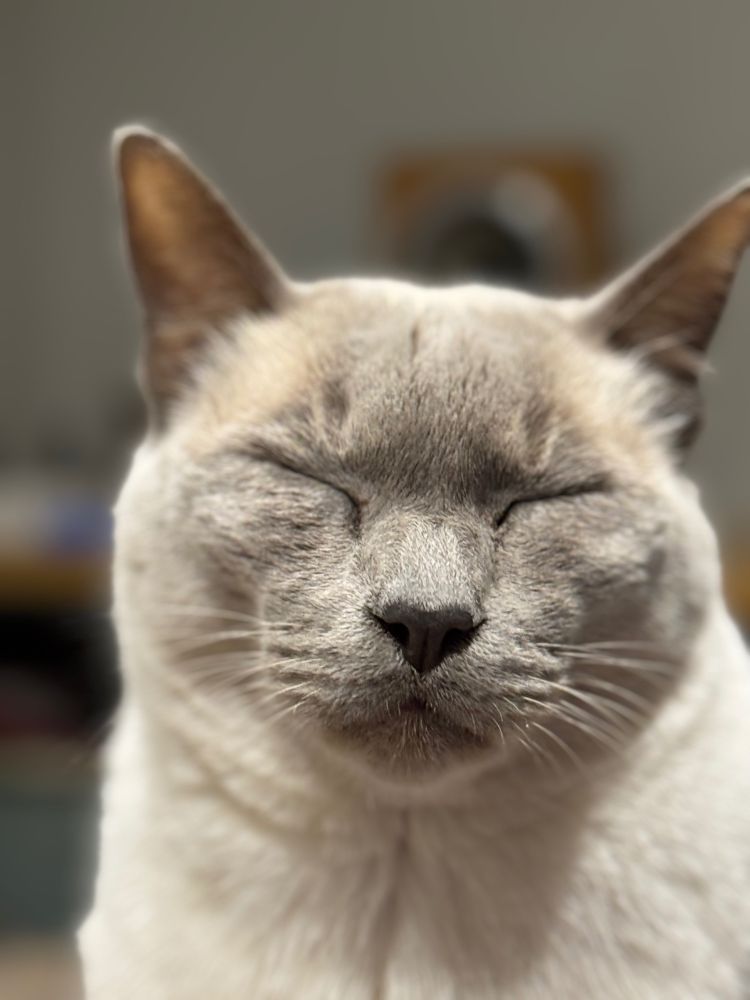 Cat listening to new Ethel Cain album with eyes shut