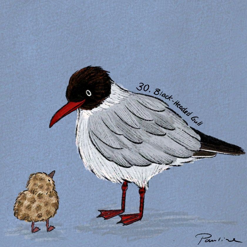 A digital drawing of a black-headed gull in it's looking down at their fluffy little chick which is looking back up at it, with its back facing the viewer.
Slight shadows are indicated below both birds. The blackground is a slightly textured grey-blue.