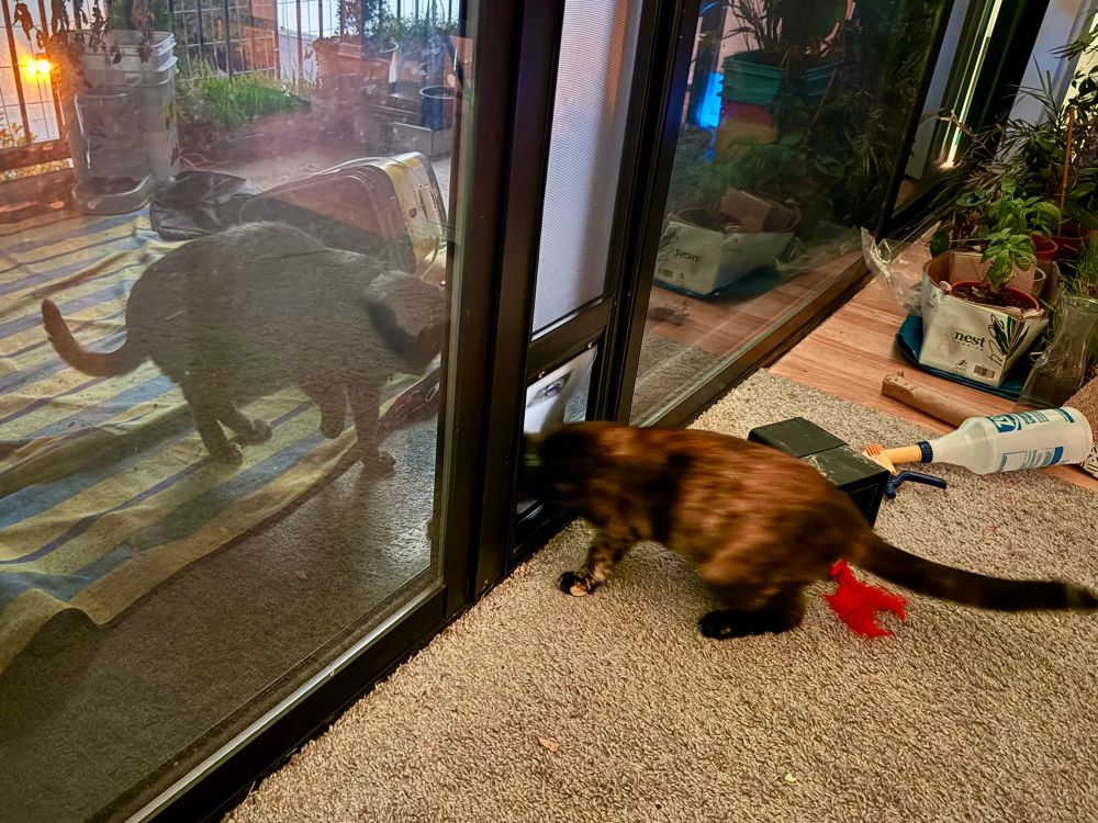 My cats on each side of the cat door playing with each other