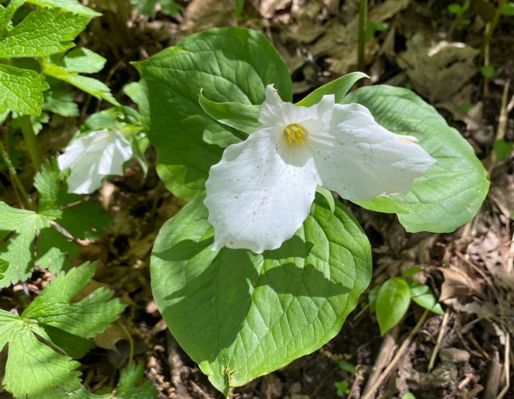 A white tower with three petals.