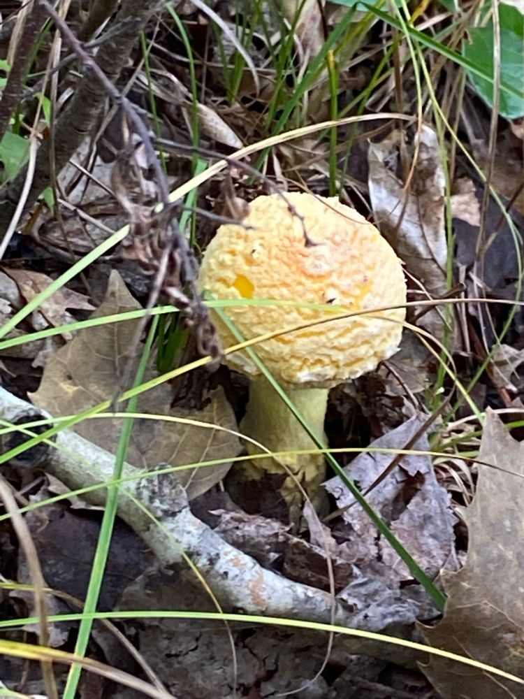 A mushroom with a round yellow cap with pale yellow spots. It sits between leaf litter and thin blades of grass.