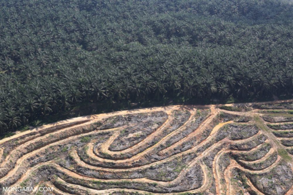 Report: Half of plantations in Indonesia’s palm oil heartland are illegal