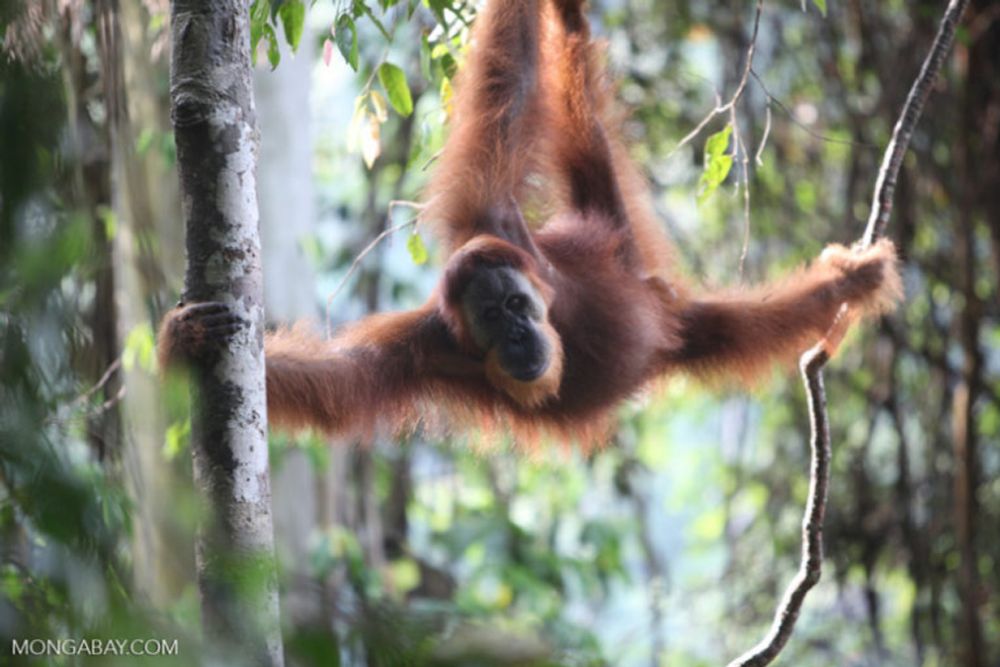 Palm oil deforestation hits record high in Sumatra’s ‘orangutan capital’