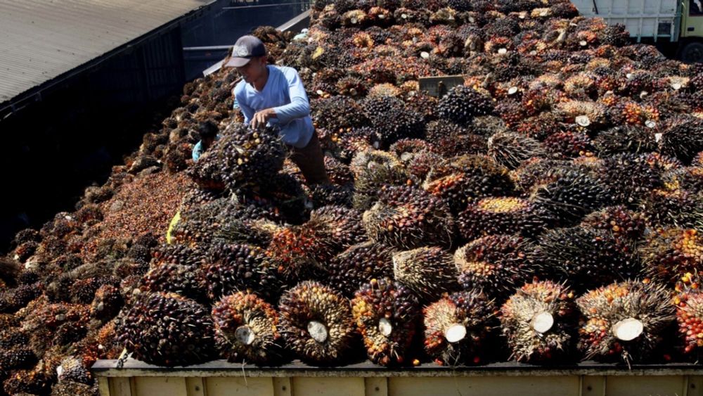 Nestlé identified over 1,000 cases of deforestation per day in palm oil areas