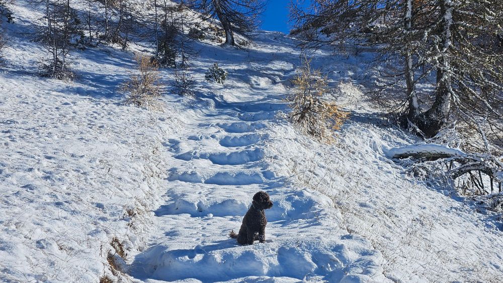 A picture of my poodle Gino sitting on a snowy path at about 2100m altitude 