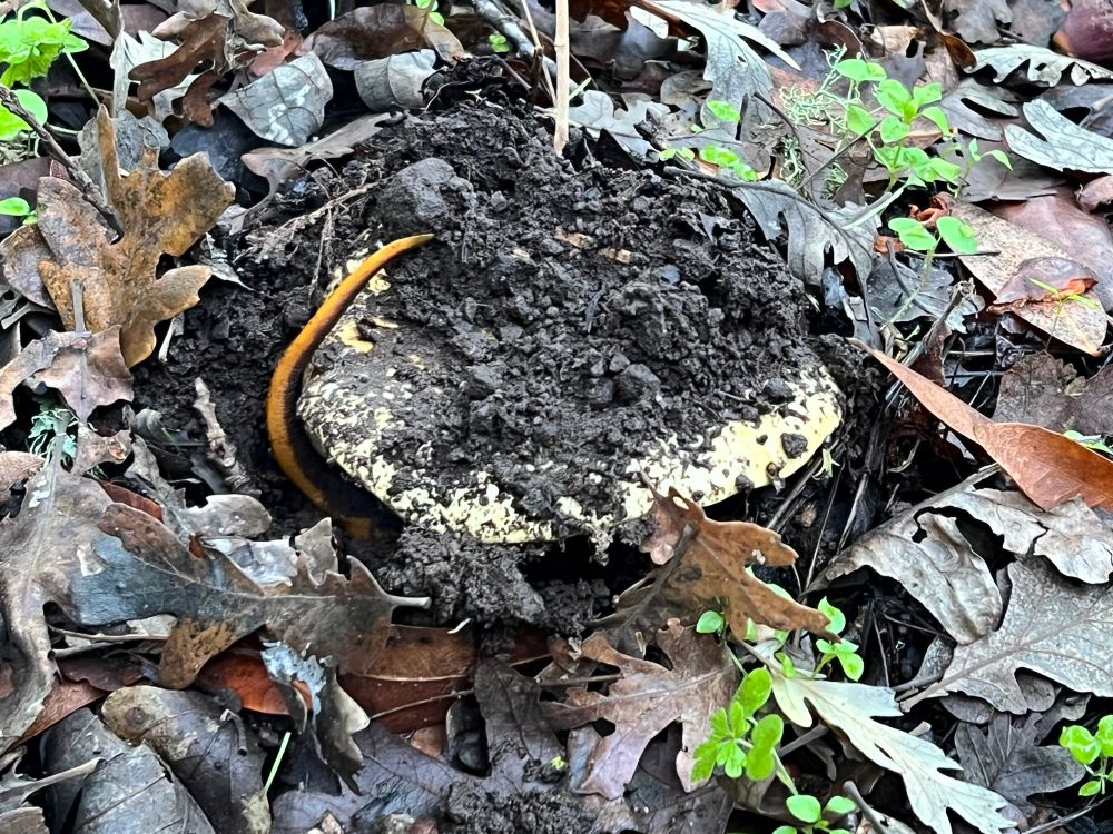 The newt’s tail emerges from under the mushroom, with its orangish bottom side facing the viewer, and wraps over the mushroom’s cap