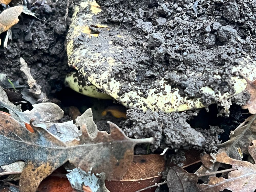 The newt has totally disappeared under the mushroom.