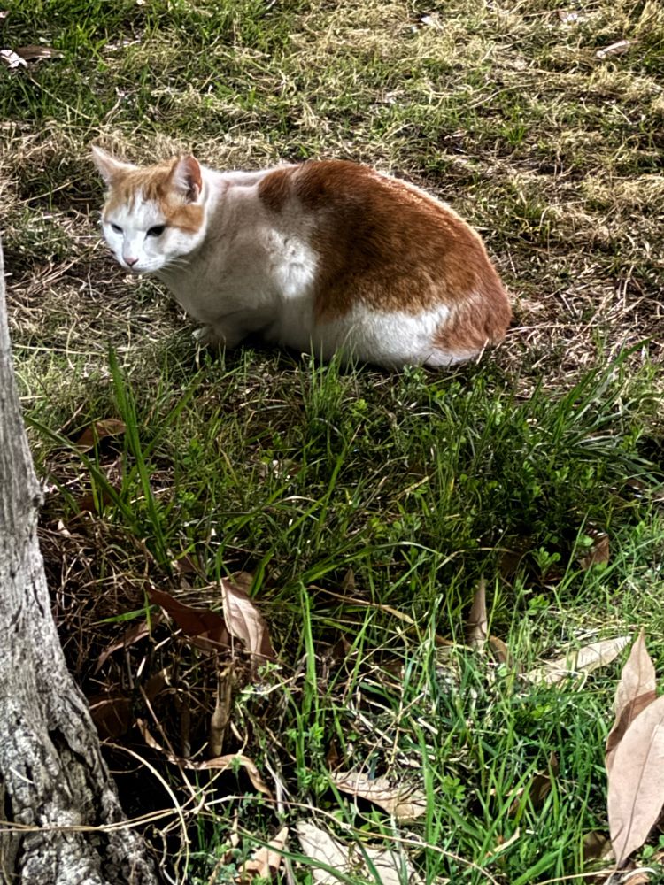 昨夜公園にいた猫