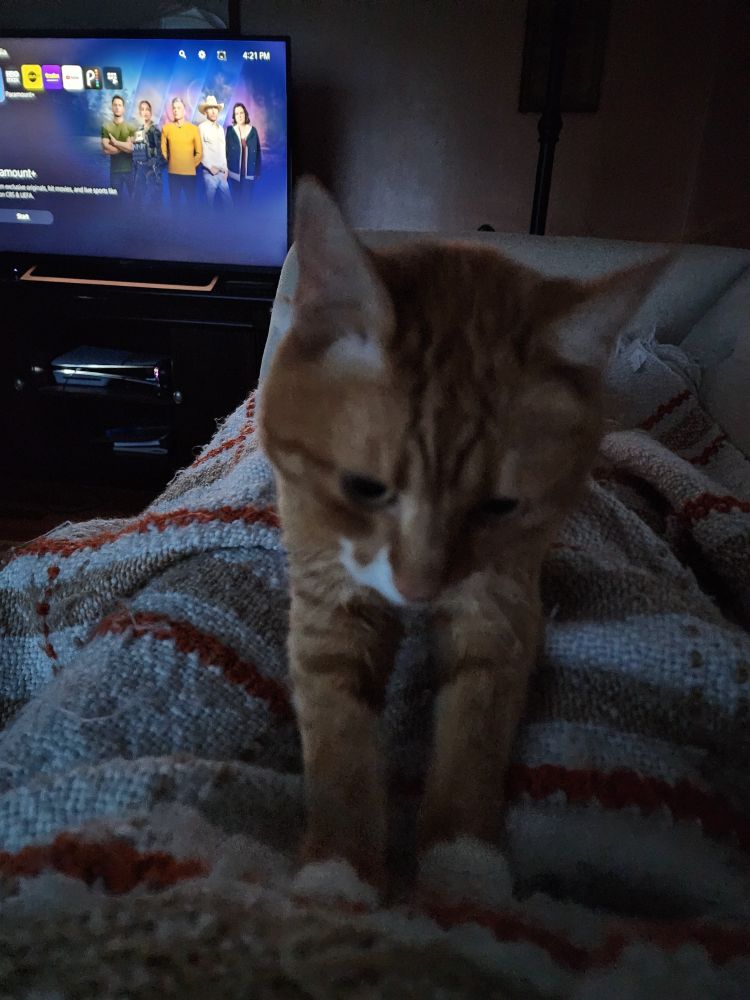 A ginger and white cat named Cassius making biscuits on my blanket-clad legs. He has a very serious expression because biscuits are no joke. The room is very dark because it was storming aka perfect cuddle weather.