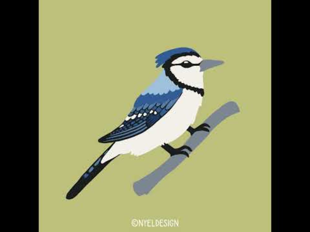 Blue  jay illustration process | #bluejay #artprocess