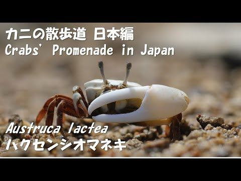 #3 ”Austruca lactea ハクセンシオマネキ”　[Crabs' Promenade in Japan カニの散歩道日本編]