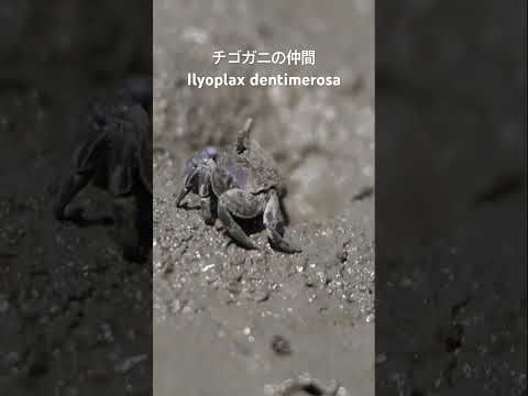 Crab dance (チゴガニの仲間Ilyoplax dentimerosa) #crab #カニ #naturedocumentary