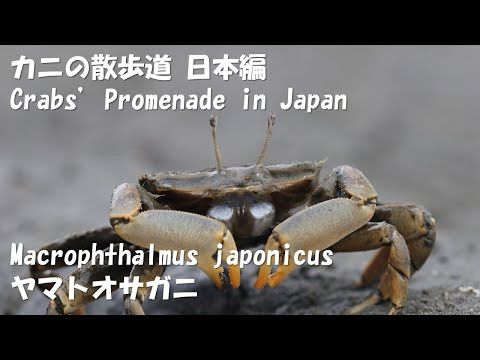 #2 ”Macrophthalmus japonicus ヤマトオサガニ”　[Crabs' Promenade in Japan カニの散歩道日本編]