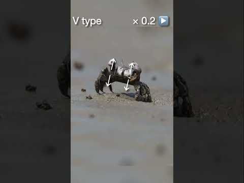 Crab dance contest by Ilyoplax pingi and I. pusillaチゴガニ類のダンスの違い#crab #カニ #naturedocumentary