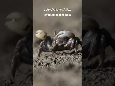 カニダンスCrab Dance (ハラグクレチゴガニ　Ilyoplax deschampsi) #crab #カニ #wildlife