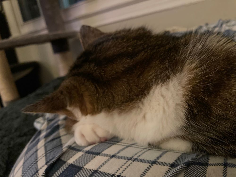 willow the tabby cat sleeping with her head on her paw