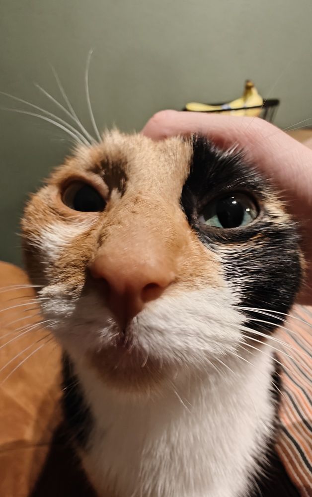 This cat no longer has ears because some human decided to push away it's ears
