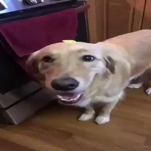 a dog is standing on a wooden floor and looking at the camera