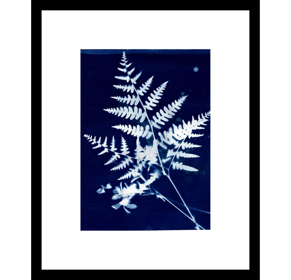 The image shows a print of a white fern and some white flowers on a navy blue background. The print has a large white border and a narrow black frame.