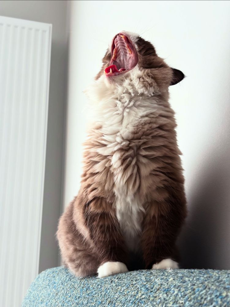 A ragdoll cat caught mid-yawn so it appears to be screaming its head off 