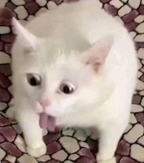 A white cat vomiting 