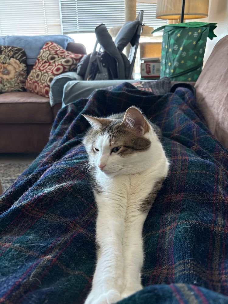 Melly, a brown and white cat, lying on a dark blanket over my lap with her front paws stretched out 