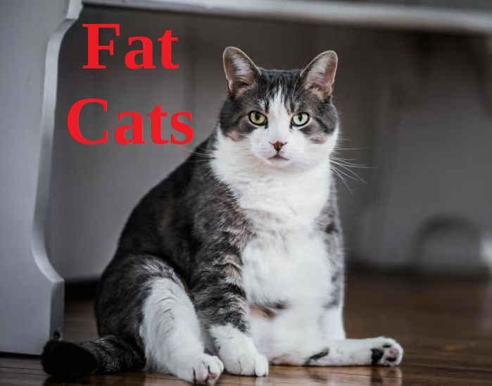 Fat cats