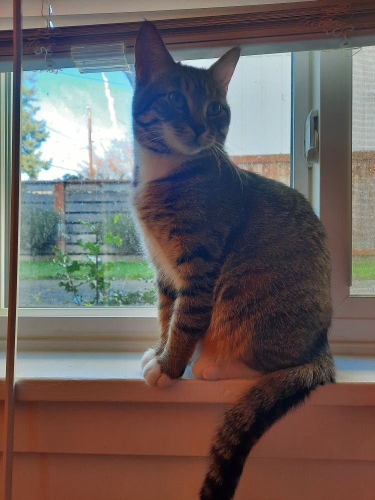Esme (boss's cat) sits on windowsill, looking  at something to right of camera.
