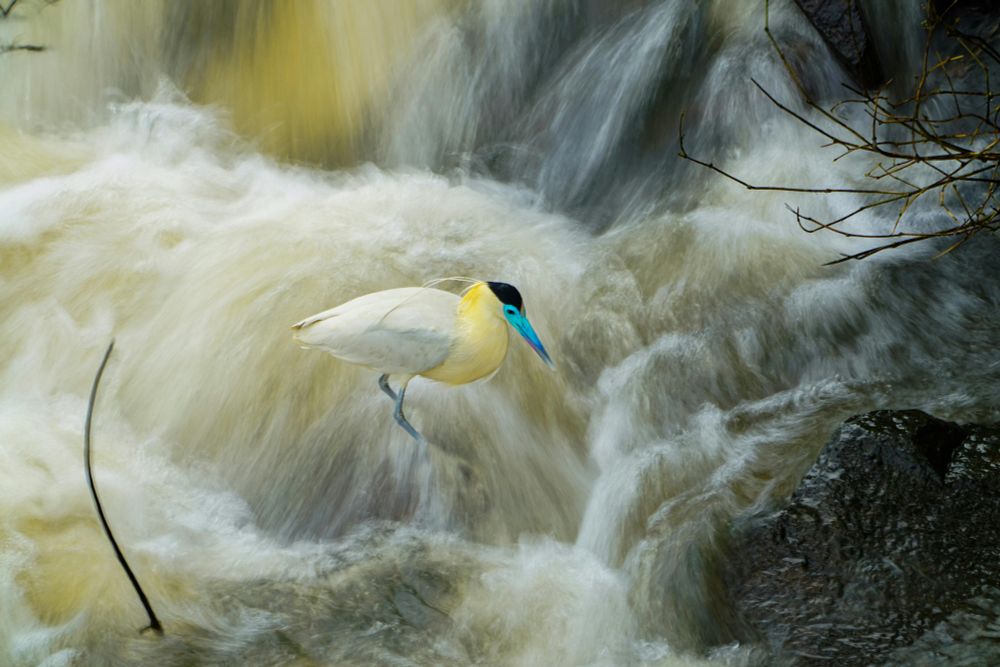 A capped heron stands in a waterfall, probably fishing.