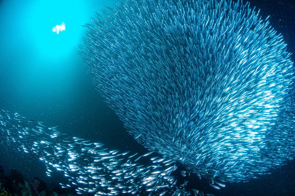 Sardines swirl together for protection in a blue-turquoise sea.