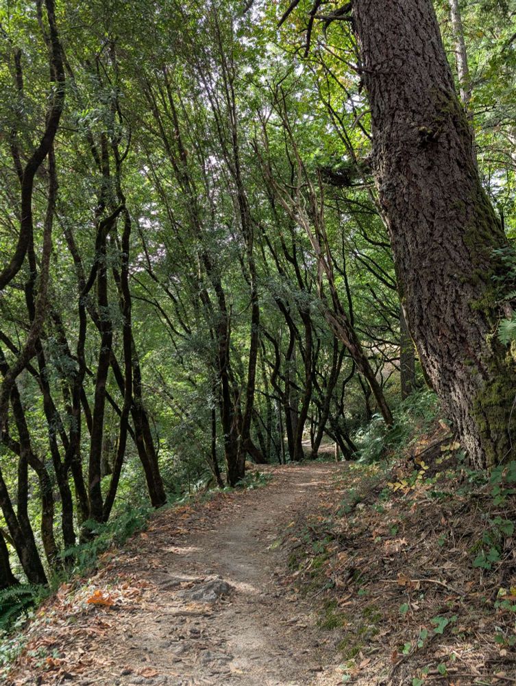 Point of view of a hiking trail. Along the left side of the trail are several narrow trees that grew in strange, twisting shapes. There is a single, larger tree on the right side of the trail. The trail curves to the right and then back to the left and out of sight.
