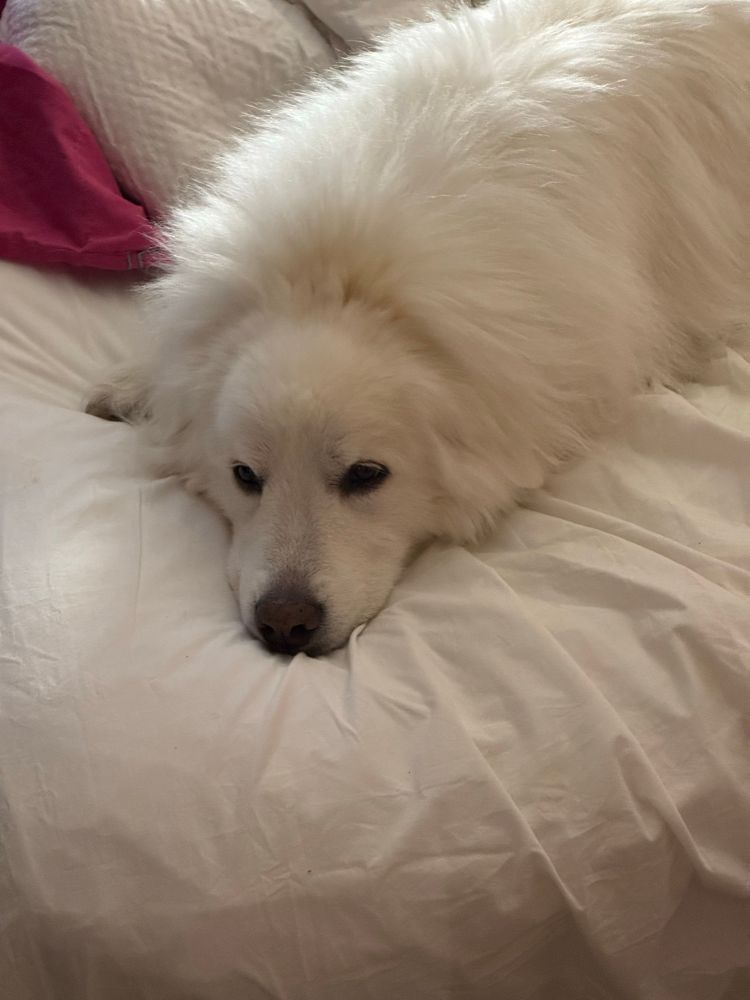 The curious Great Pyrenees sulking after several baths 