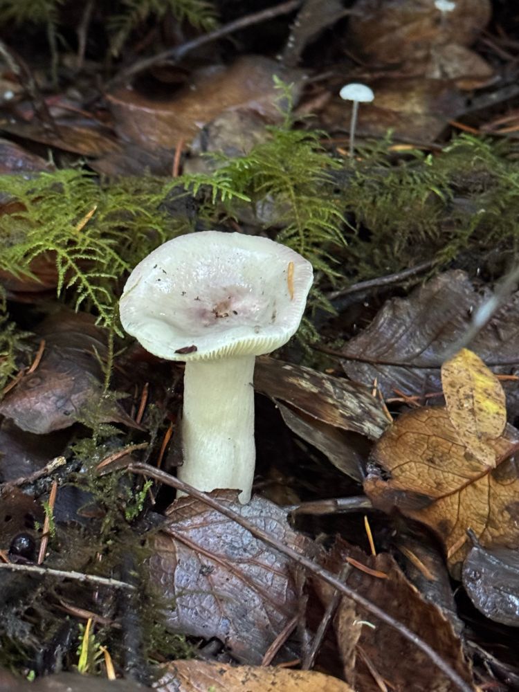 This small mushroom is mostly white but has a curious little pink center in the cup-like cap. Another teeny tiny white mushroom is growing in the background