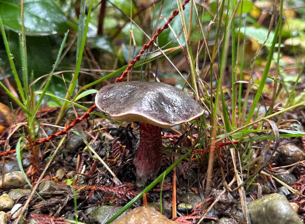 Zeller's bolete (Xerocomellus zelleri) has a very noticeable blackish cap that shimmers pearlescent in the proper light. This beautiful cap can reach up to 4.5 in across and is slightly convex in shape. This mushroom's underside is a mass of tightly spaced pores of golden yellow that fade to putrid green with age. - Picture Mushroom app description 