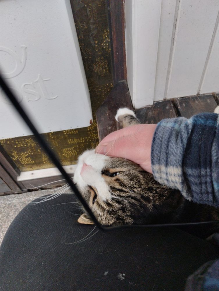 Musse the Cat, chin scratch Blissed Out