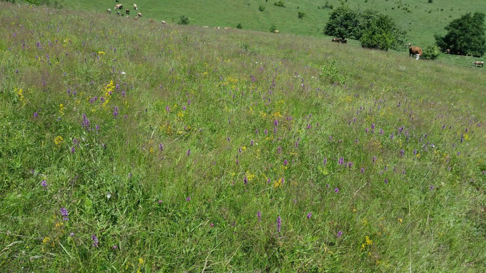 Idyllische, blumenreiche Dorfweide in Siebenbürgen mit Kühen.