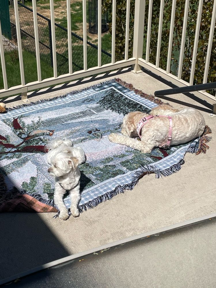 A small white dog and a slightly bigger tan coloured dog lay on deck on a blue and white patterned blanket.