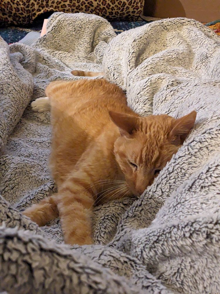 An orange tabby lays along a white and black fluffy blanket, his eyes closed.